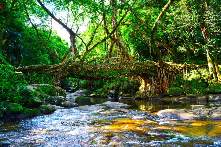 The living root bridge in riwai