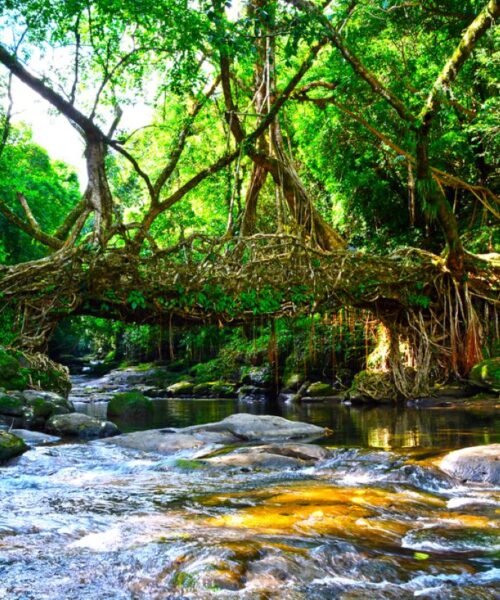 living root bridge