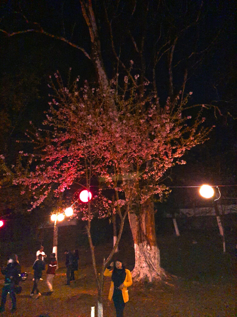 Cherry Blossom
