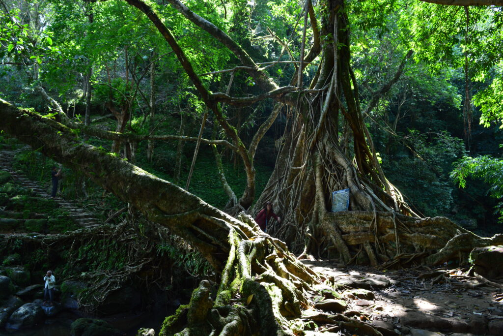 riwai living root bridge