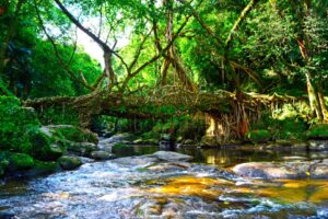 living root bridge of riwai