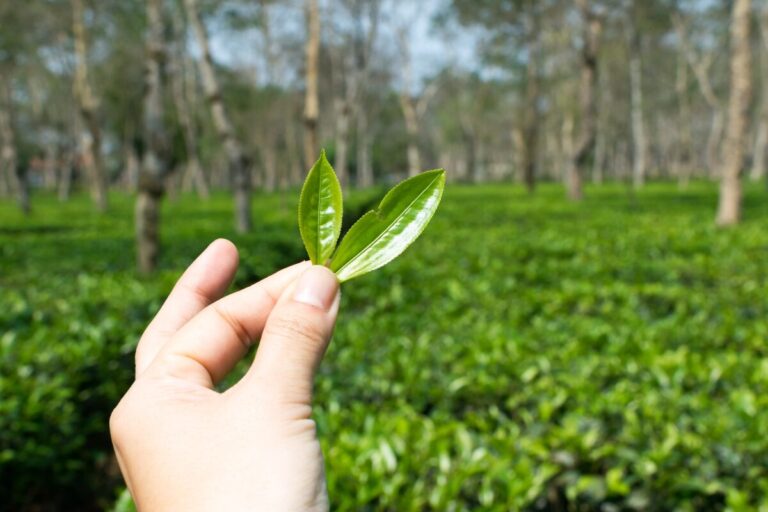Tourists plucking fresh tea leaves at Amchong Tea Estate Assam