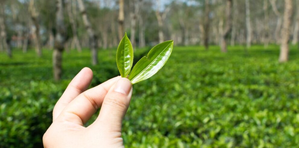 Tourists plucking fresh tea leaves at Amchong Tea Estate Assam