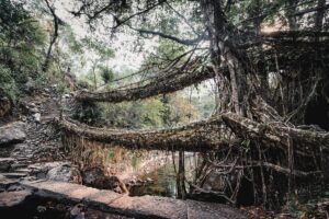 ouble Decker Living Root Bridge in Nongriat, Meghalaya