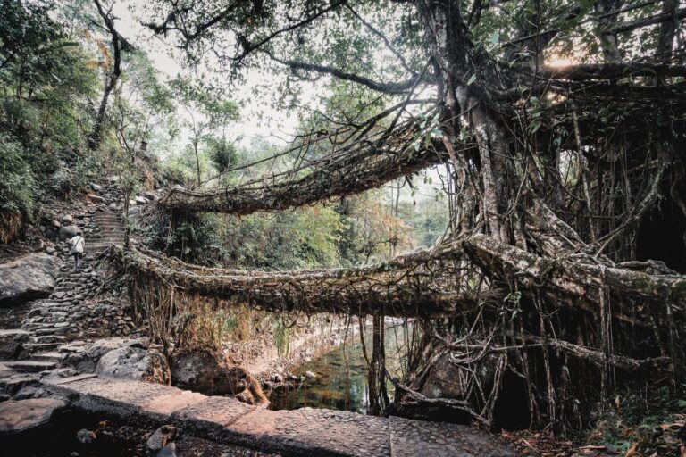 ouble Decker Living Root Bridge in Nongriat, Meghalaya