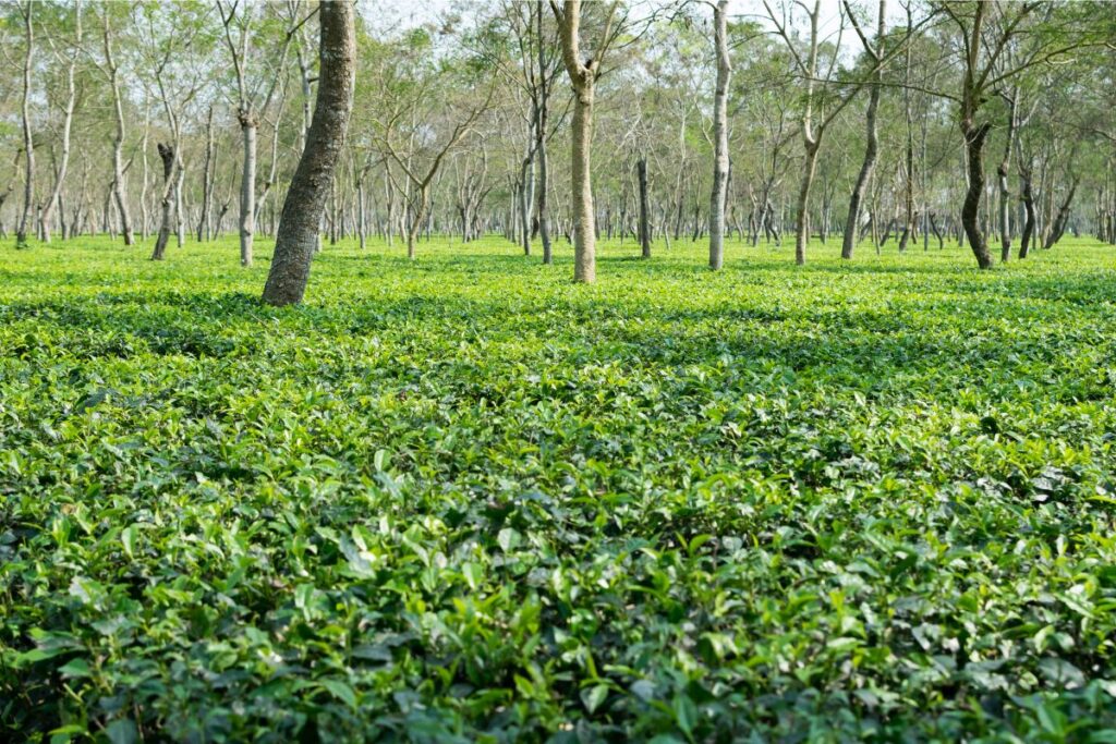 Assam tea garden at Dibrugarh