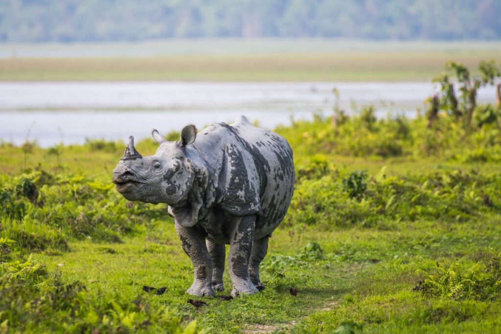 Greater one-horned rhino walking through the grasslands in Kaziranga