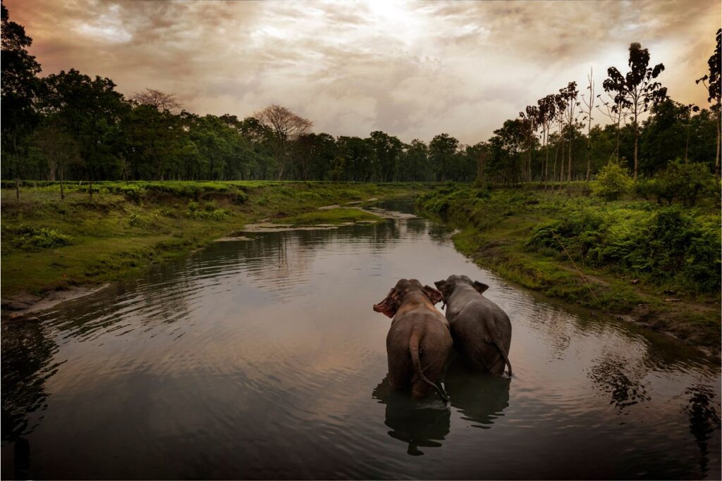 Elephants walking away in a river near manas national park, Assam, India.