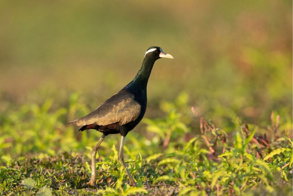 bronze winged jacana Dibru Saikhowa National Park, Tinsukia district, Upper Assam, India