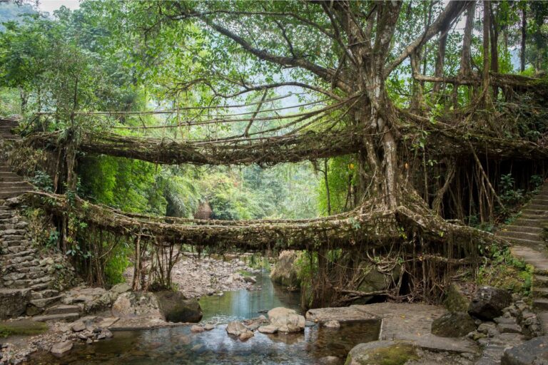 Double-Decker Living Root Bridge in Meghalaya surrounded by lush green forest