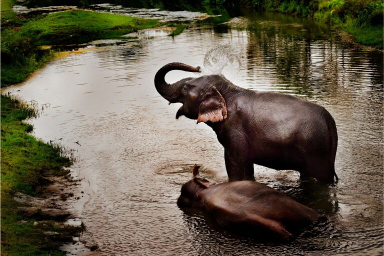 Elephants enjoying a peaceful river bath inside Manas National Park in Assam, showing natural wildlife behavior in a scenic landscape