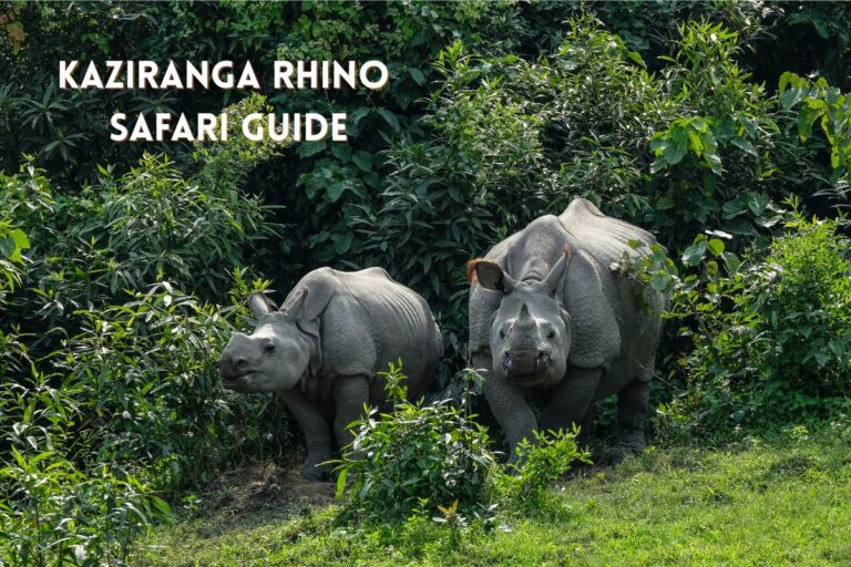 One-horned rhinoceros grazing in the grasslands of Kaziranga National Park during a safari.
