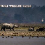 One-horned rhinoceros grazing at Pobitora Wildlife Sanctuary in Assam