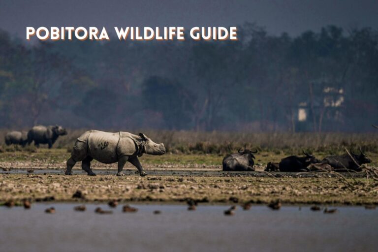 One-horned rhinoceros grazing at Pobitora Wildlife Sanctuary in Assam